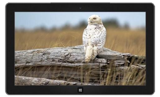 motyw Windows Snowy owls 8.1